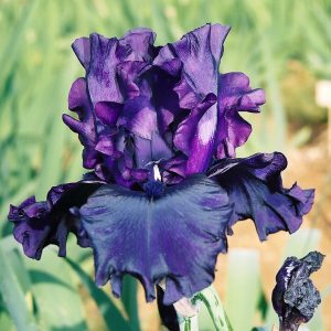 Bleu foncé à violet – Iris Bertrand