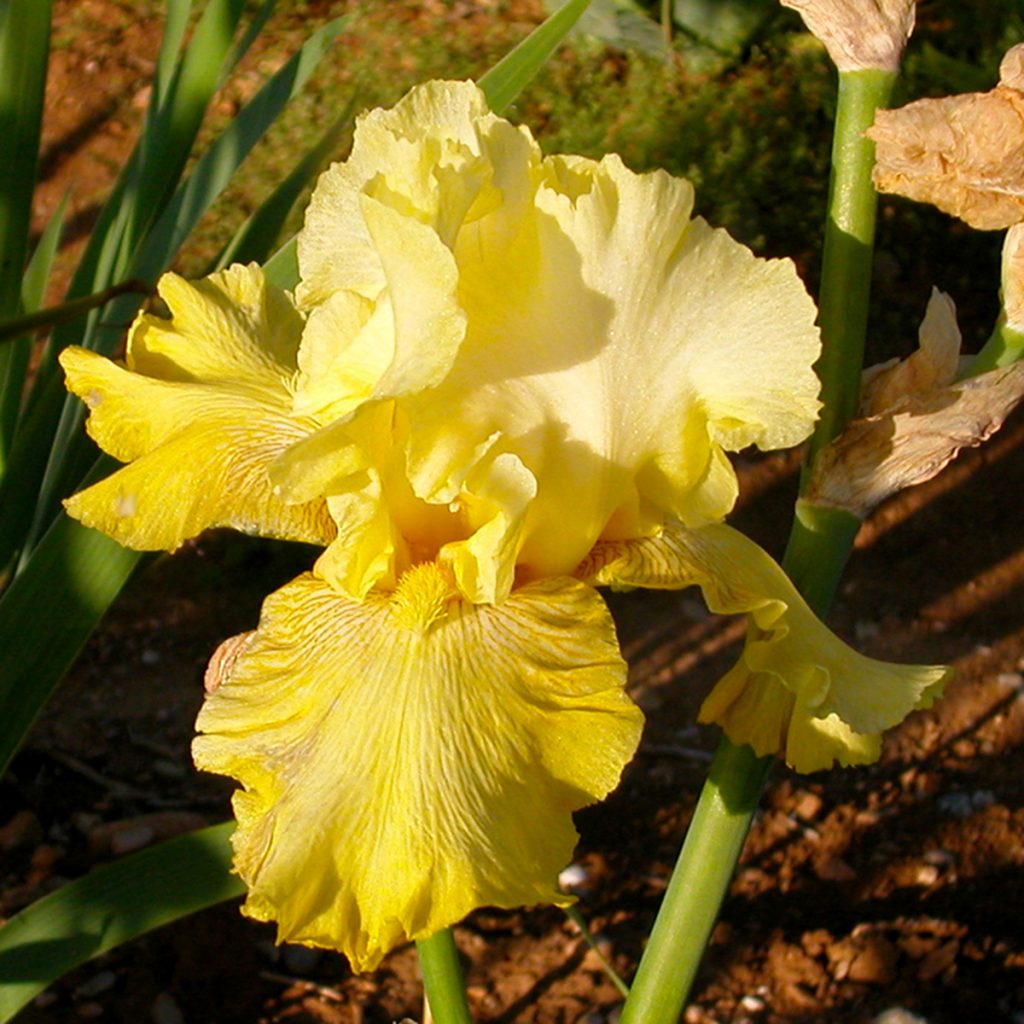 Buckwheat Iris Bertrand