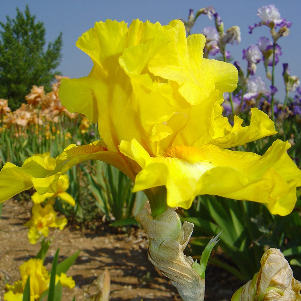 Gold Galore Iris Bertrand